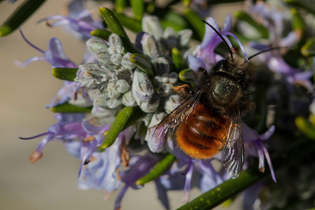 Megachilidae - Osmia sp.